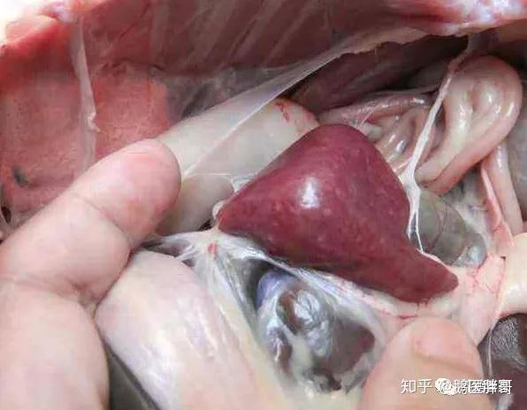 8天的鸭子鸭脾坏死什么药最好 什么药治鸭脾坏死