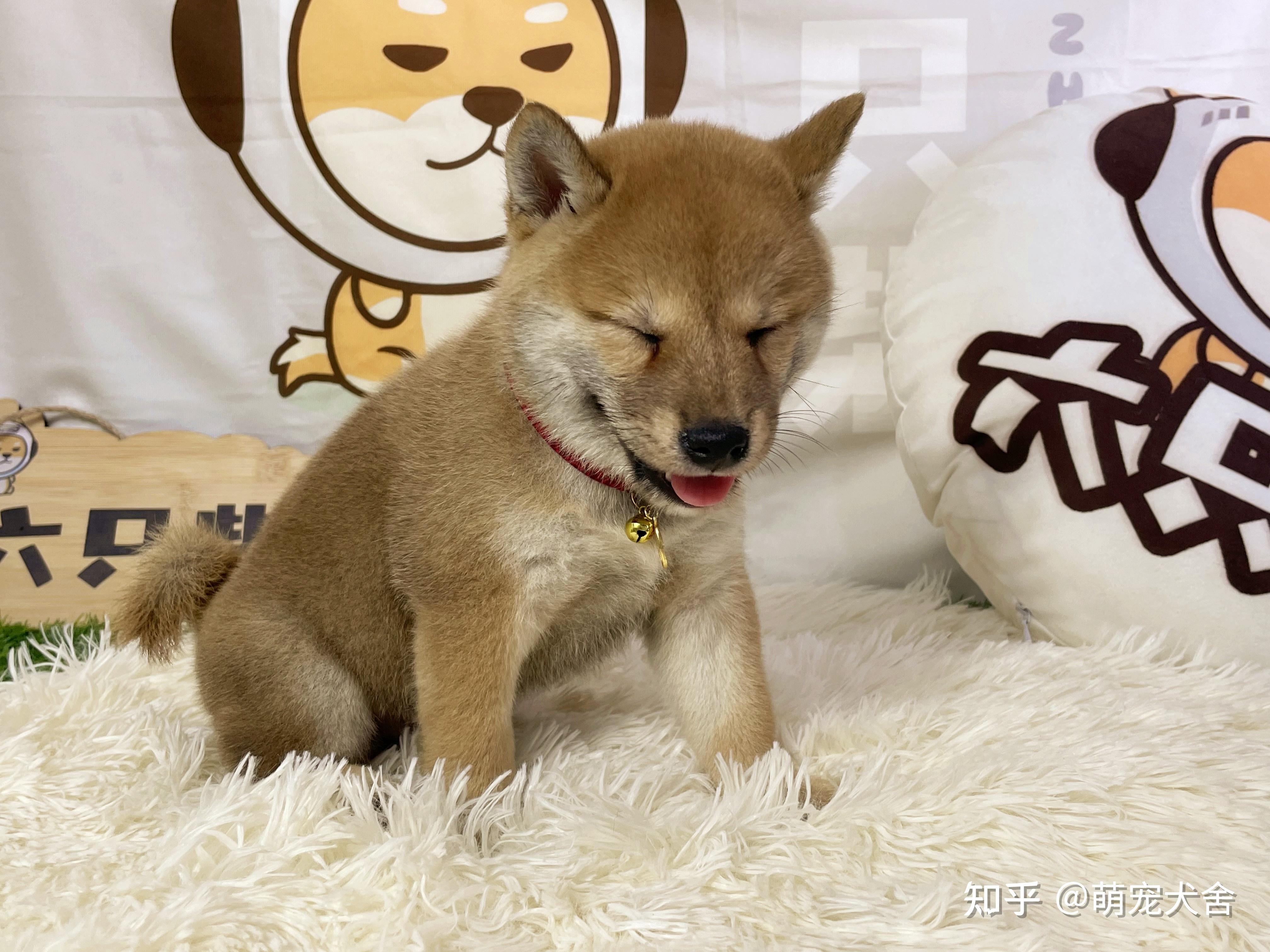 黑柴犬和赤柴犬價格哪個貴黑柴和赤柴有哪些區別