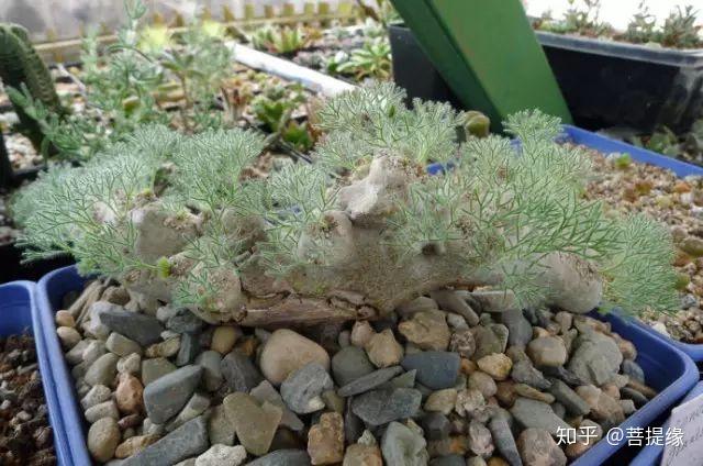 天价!天价!名贵植物排行,令人大开眼界-名贵植物图片