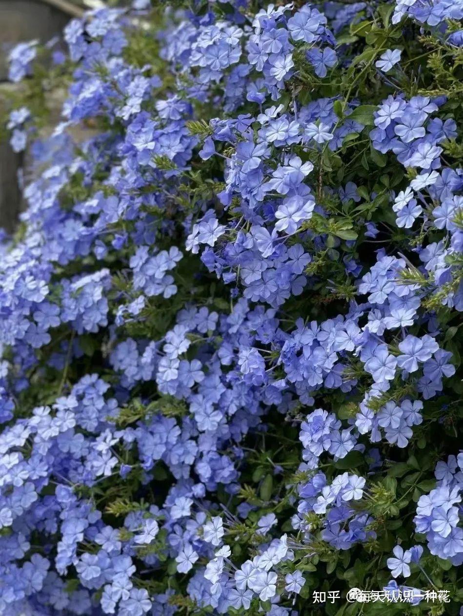 专属阳台党的蓝雪花瀑布