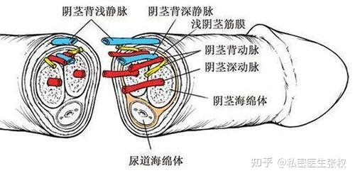 丁丁懸韌帶損傷發生的原因怎麼修復呢