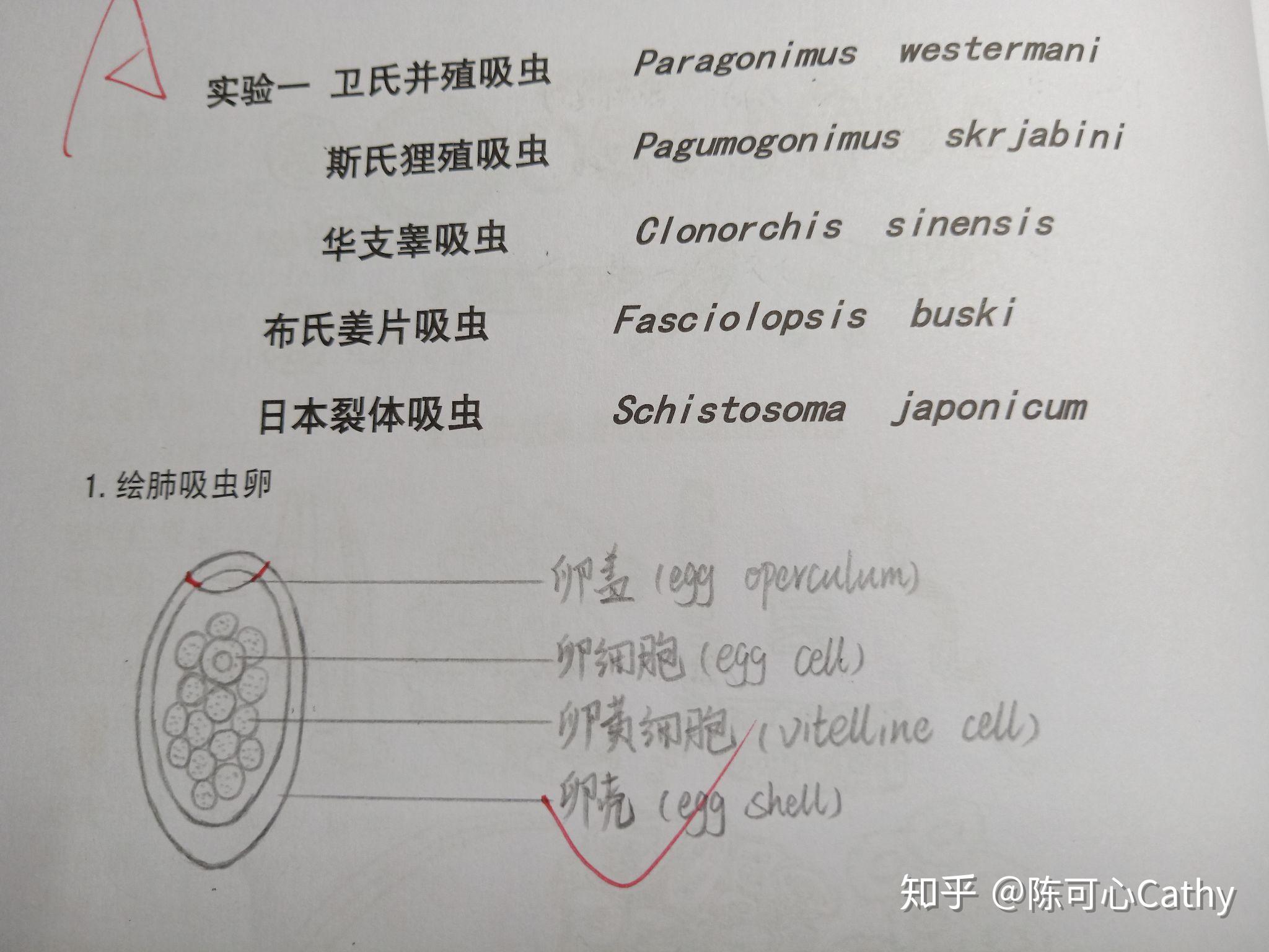 人體寄生蟲學實驗繪圖 紅藍鉛筆 - 知乎