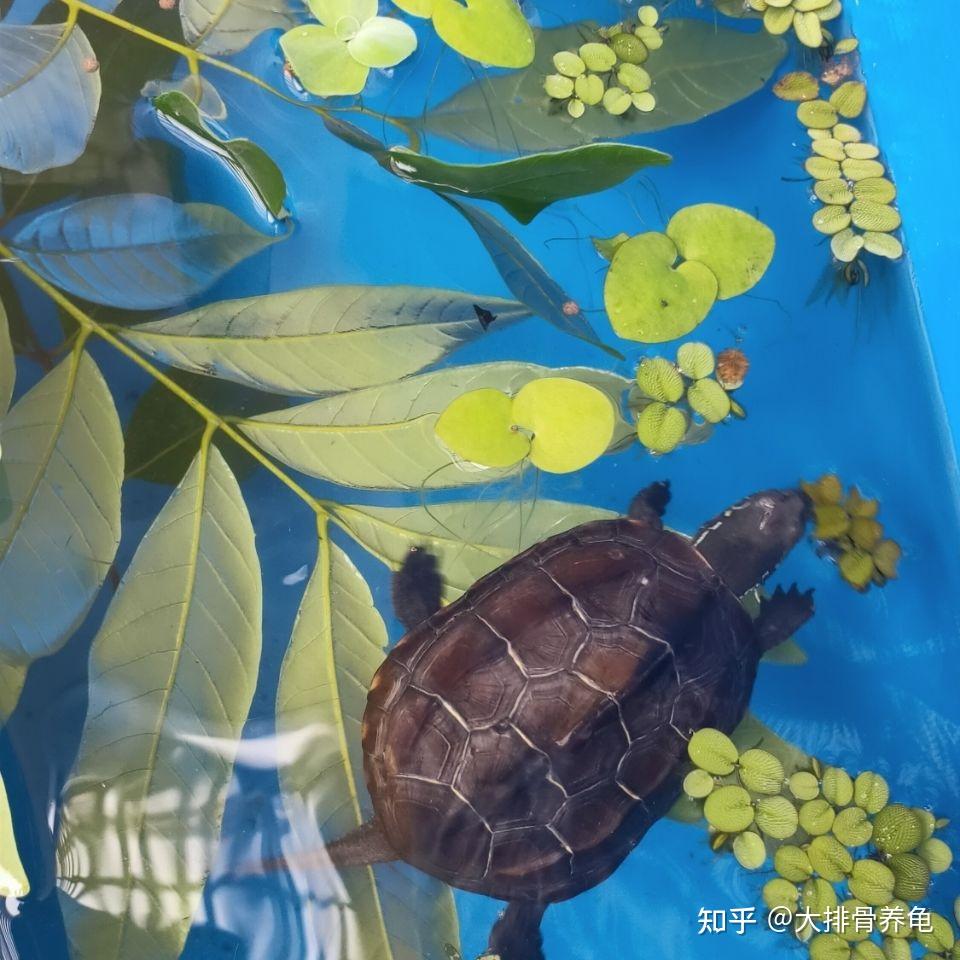 新手养龟——龙眼叶养龟的利与弊 - 知乎