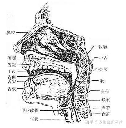 咽后壁的位置示意图图片