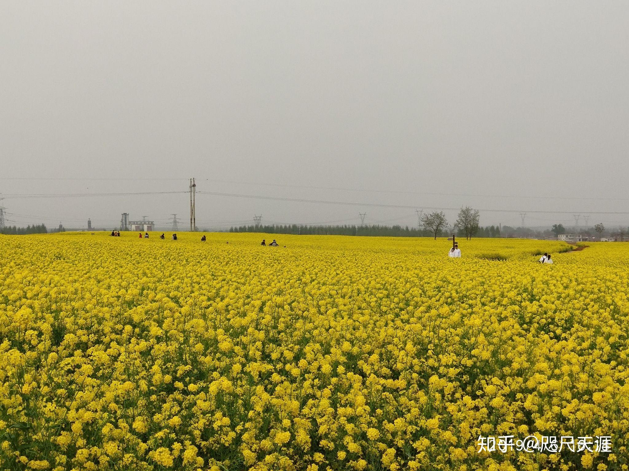 踏青沙河油菜花田