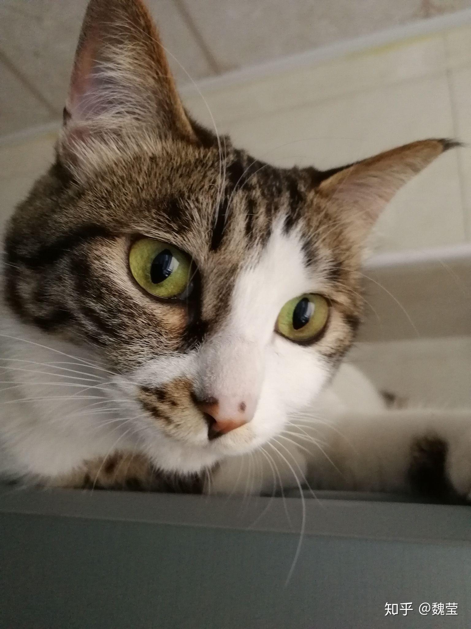 你有哪些家里猫咪的照片想要分享