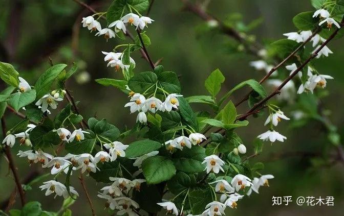 国家Ⅱ级保护濒危珍稀植物：秤锤树 - 知乎