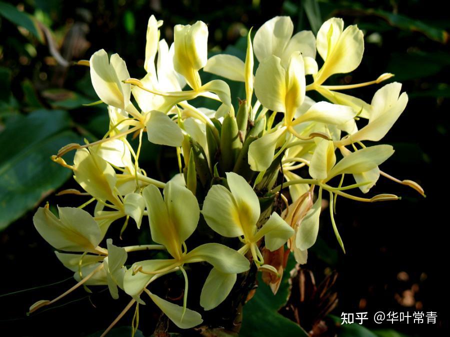 神奇的西双版纳勐仑中科院植物园，热带植物的天堂，认识植物生存秘密的秘境 - 知乎