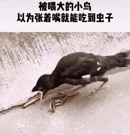 鸟儿在角落里发现一只虫子,令人啼笑皆非的是,小鸟追到虫子跟前,张大