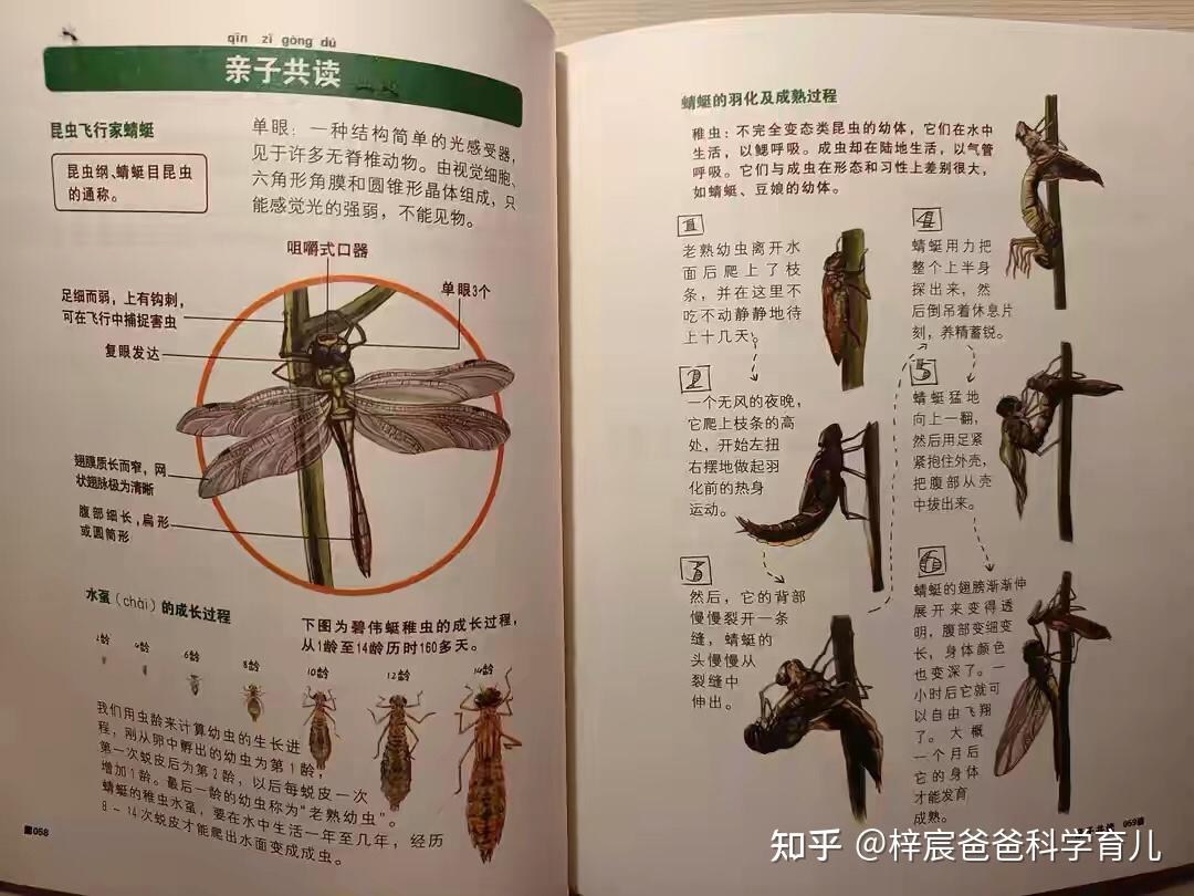 怎么给孩子选择昆虫科普丛书呢?