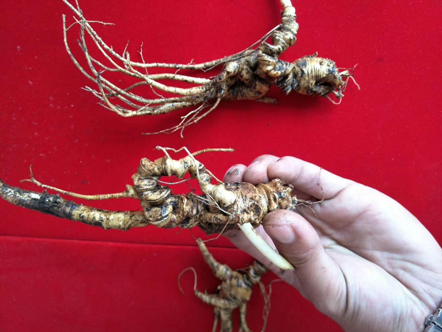 山参之一老池底参长这样