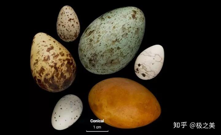 越是能飞的鸟蛋越有个性