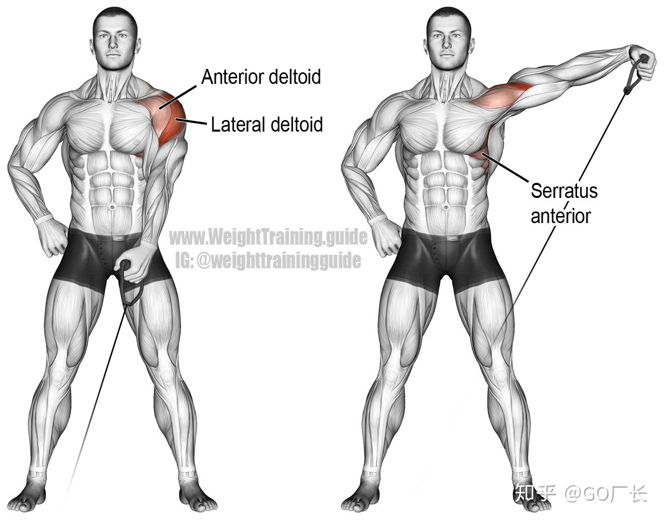 肩部肌肉应该怎么练地表最强练肩攻略