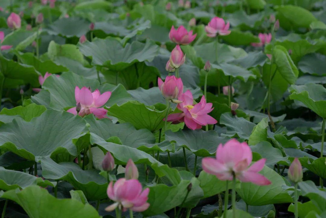 暮夏新秋!「荷」你相约醉美晚霞湖 - 知乎