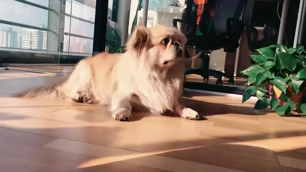 狗年大吉 启发你创作小马达的石塑粘土 教程 知乎