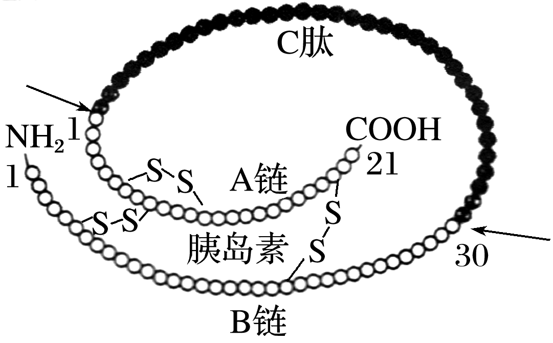 考向一  蛋白质的结构和形成过程