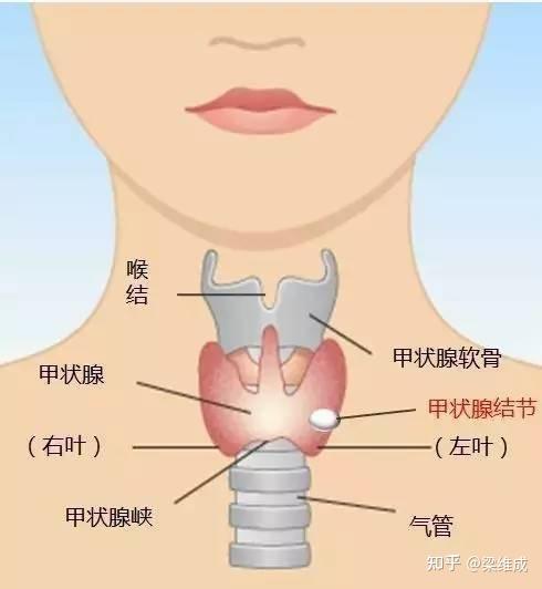 梁维成教授医生)看甲状腺怎么样