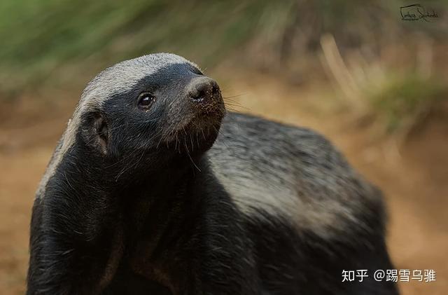 踢雪乌骓高手永远追求破壳的痛普通人永远追求壳不破的乐