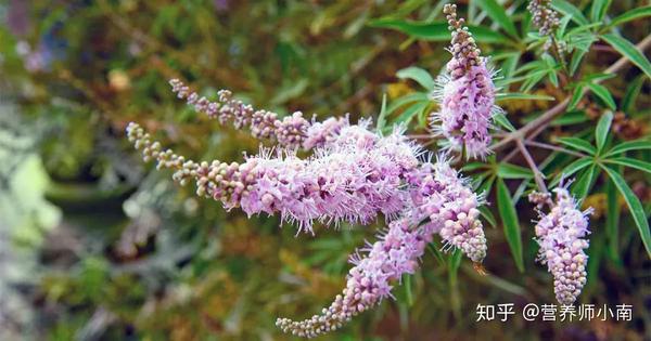 女性三宝 之圣洁莓 蔓越莓 月见草有何区别 知乎