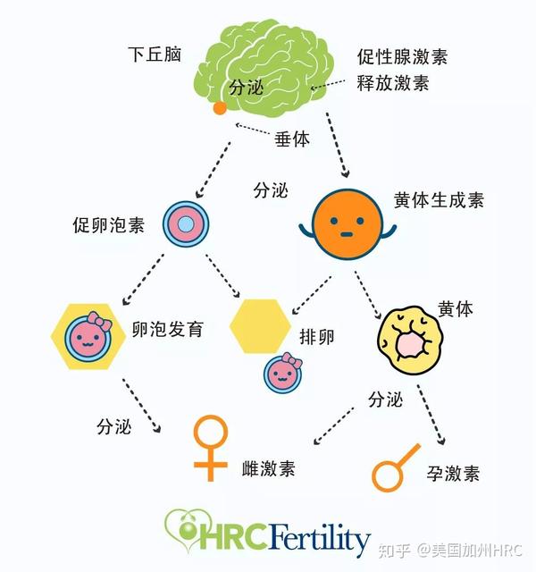 因此,临床上我们可以通过测定性激素水平,来帮助辅助生殖医生了解女性