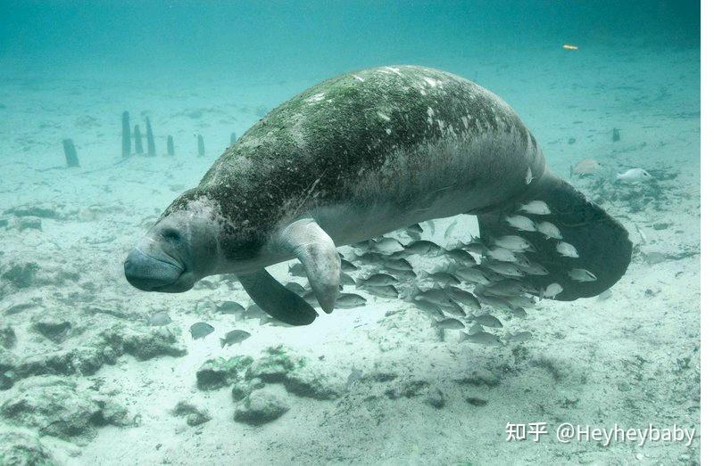 鲨鱼, 水族馆, 水, 大白鲨, 潜水(whale shark, shark, aquarium