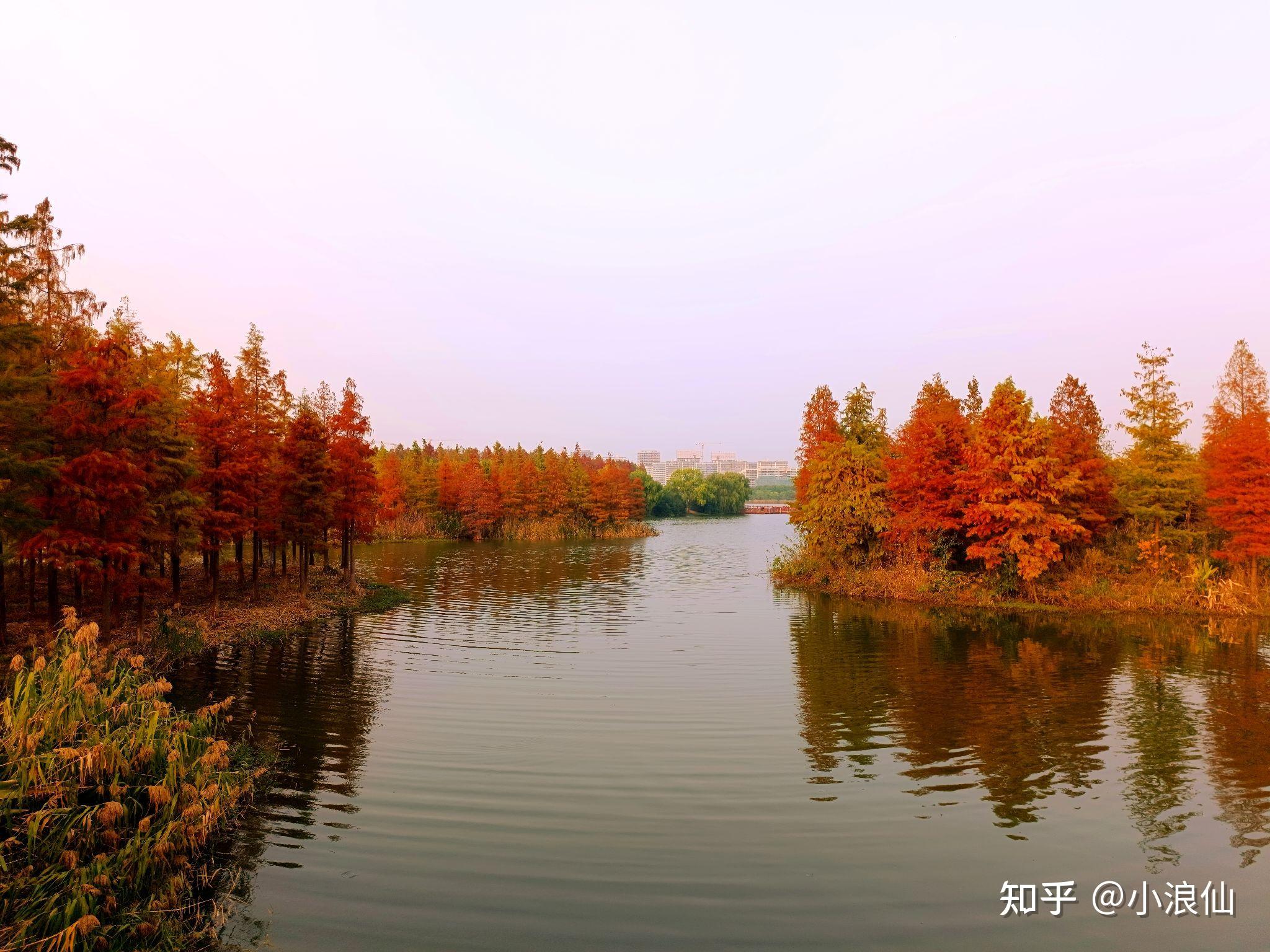 苏州虎丘湿地公园 - 知乎