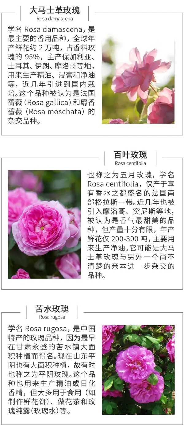 玫瑰 香料库中最浪漫的芬芳 知乎