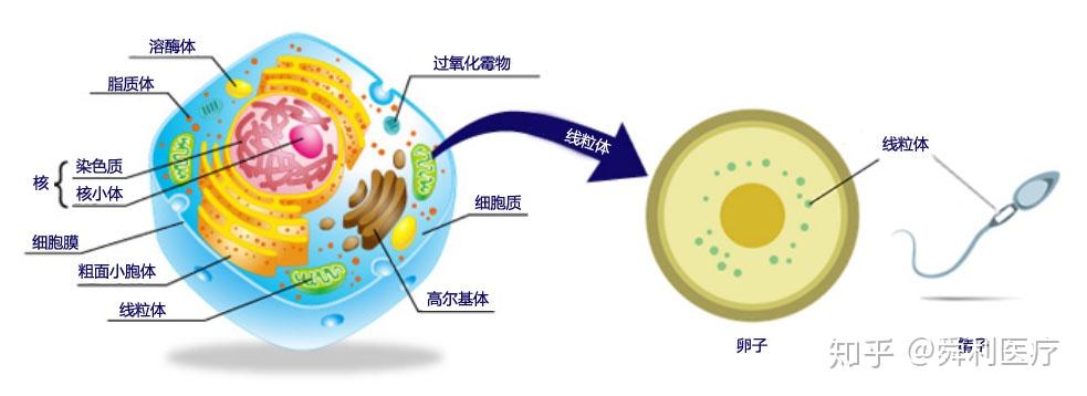 卵子老化30歲40歲提高線粒體活性的具體方法是什麼