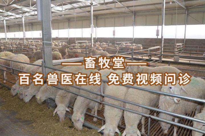 羊得了羊痘怎么处理?羊痘怎么治? - 知乎