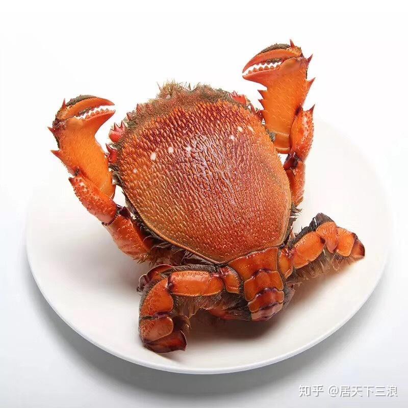 旭蟹,又称珍珠蟹,龙蟹,椰子蟹,在甲壳类的分类上属于蛙蟹科