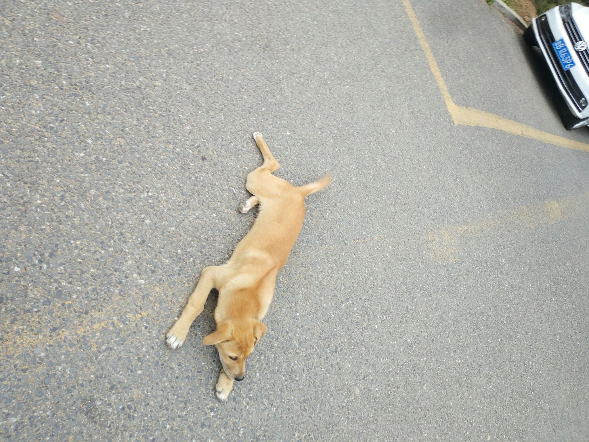 你同意校园里捕杀流浪狗和流浪猫吗为什么