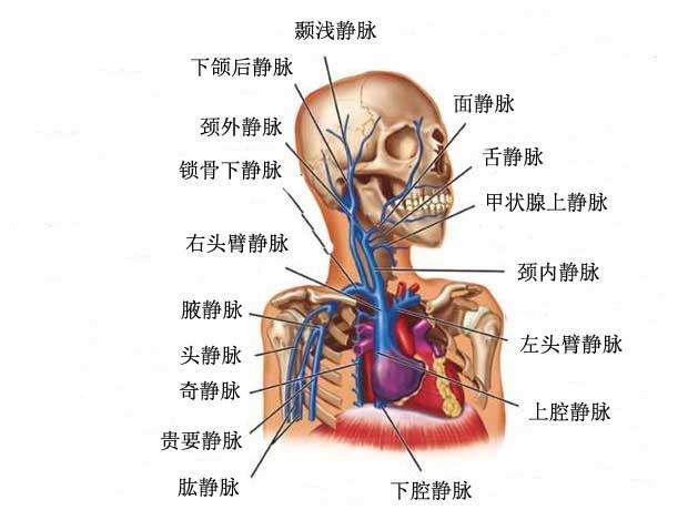 颈外静脉图图片