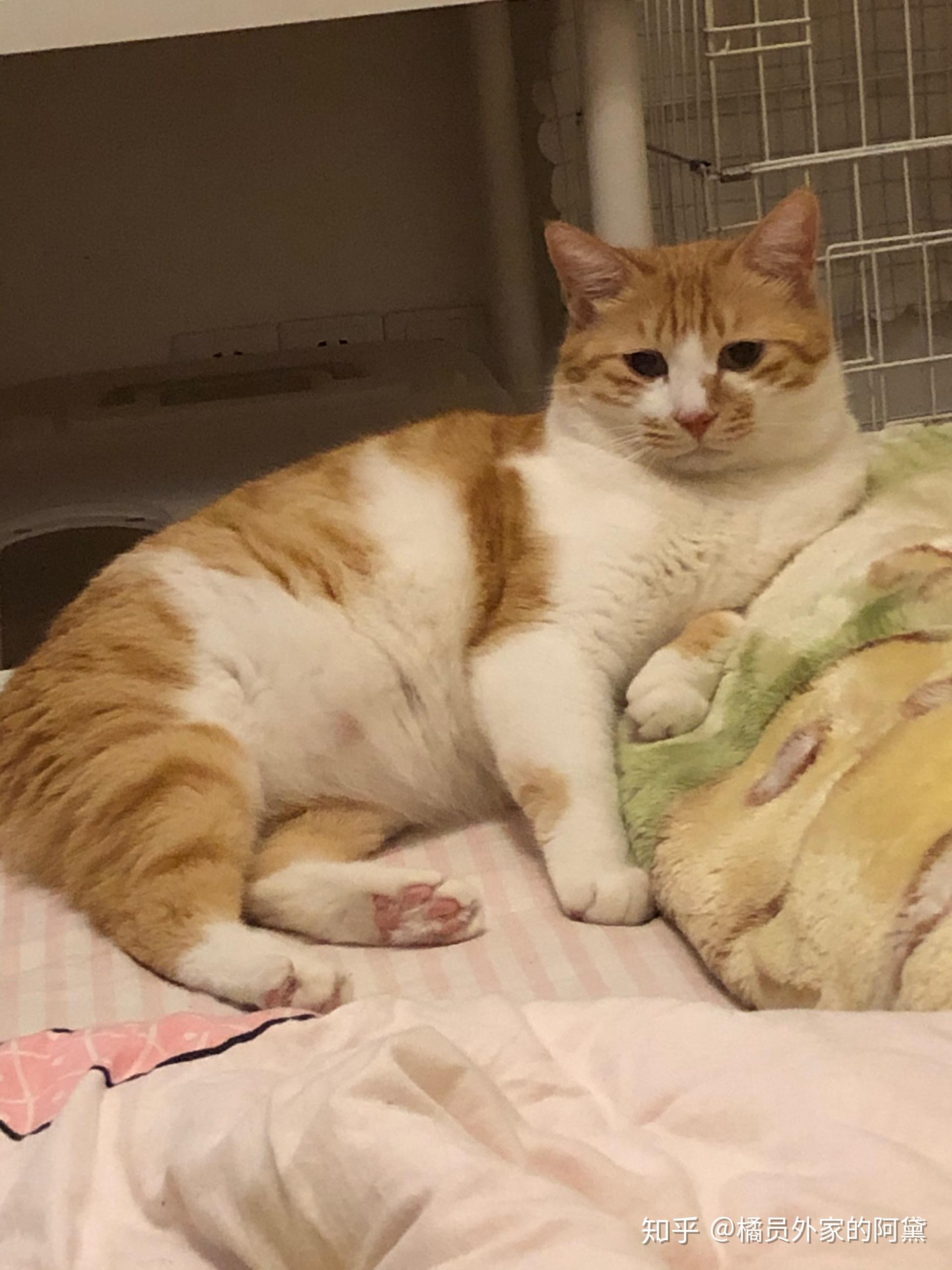 新手养转让的成年橘猫怎么养?