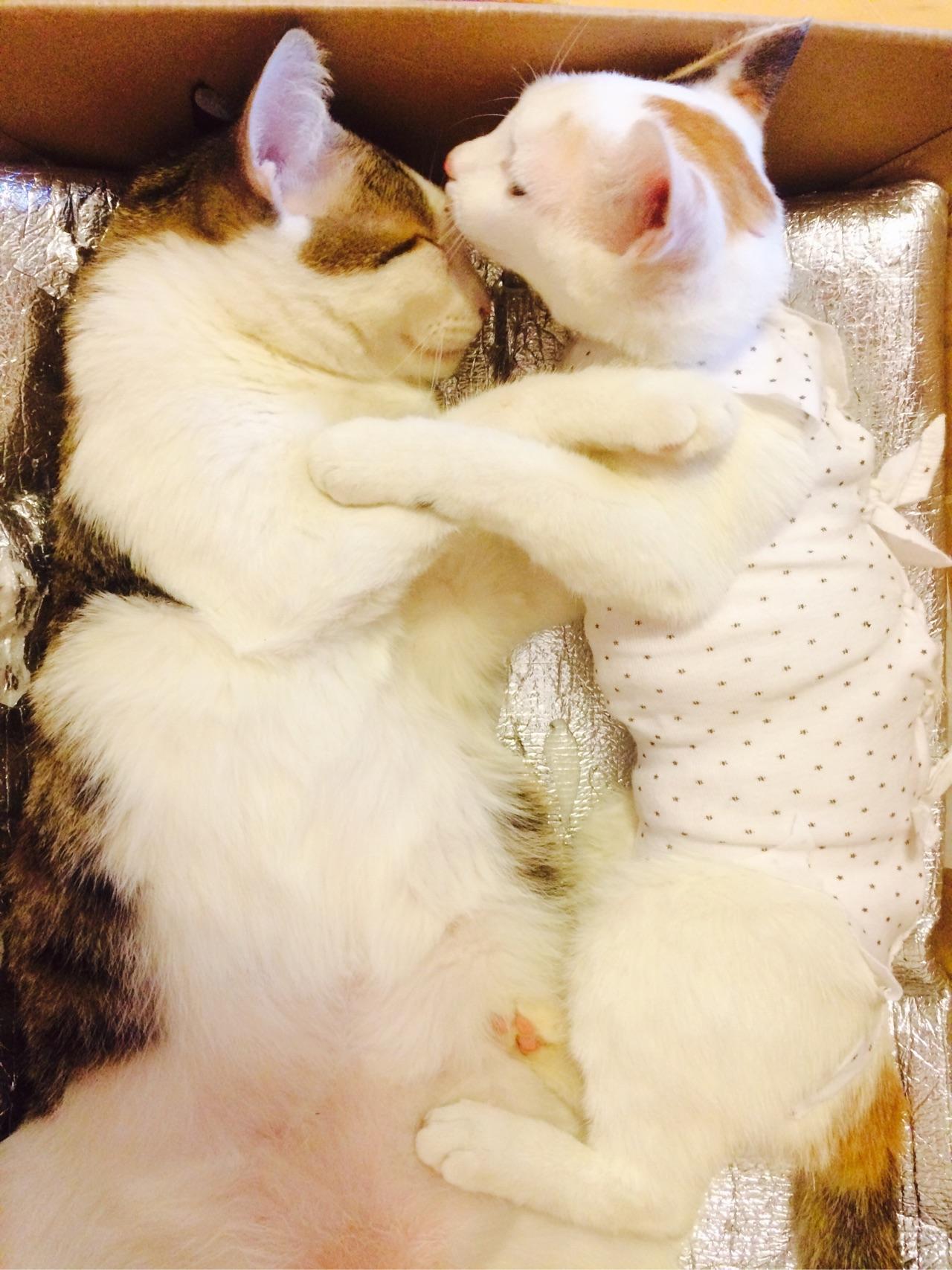 猫绝育的时候真的需要演戏吗?