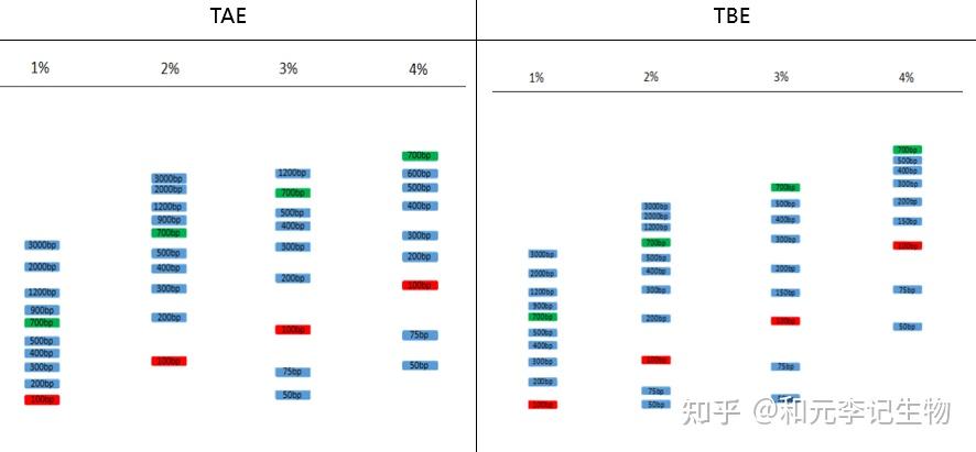 李记试剂产品|DNA电泳琼脂糖预制胶 1%2%3%(TAE)介绍与使用方法 - 知乎