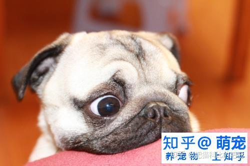 怎么挑选一只好的八哥犬 八哥犬挑选方法 知乎