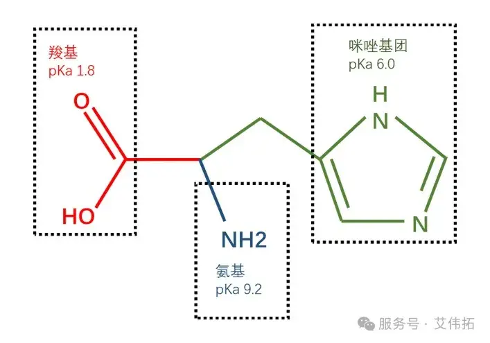 一文看懂:组氨酸如何守护抗体药物稳定性 - 知乎