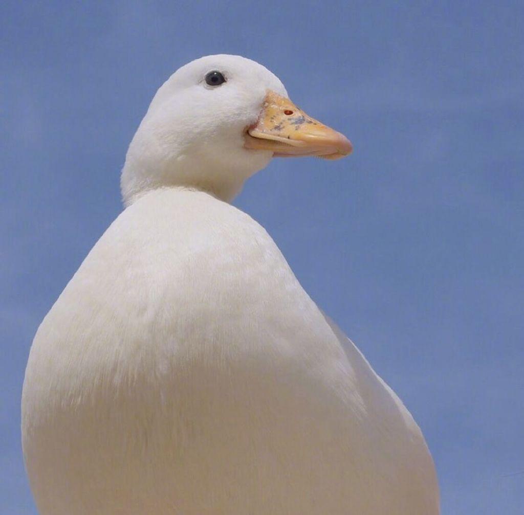 你有哪些特别可爱的小鸭子头像