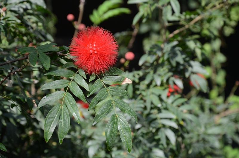 植库‖朱缨花:南美来的“红绒球”,俘获众多花友心 - 知乎