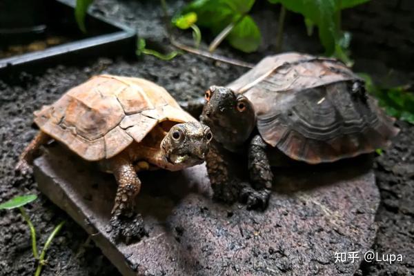 按价格排序常见观赏龟类推荐（半水龟篇） - 知乎