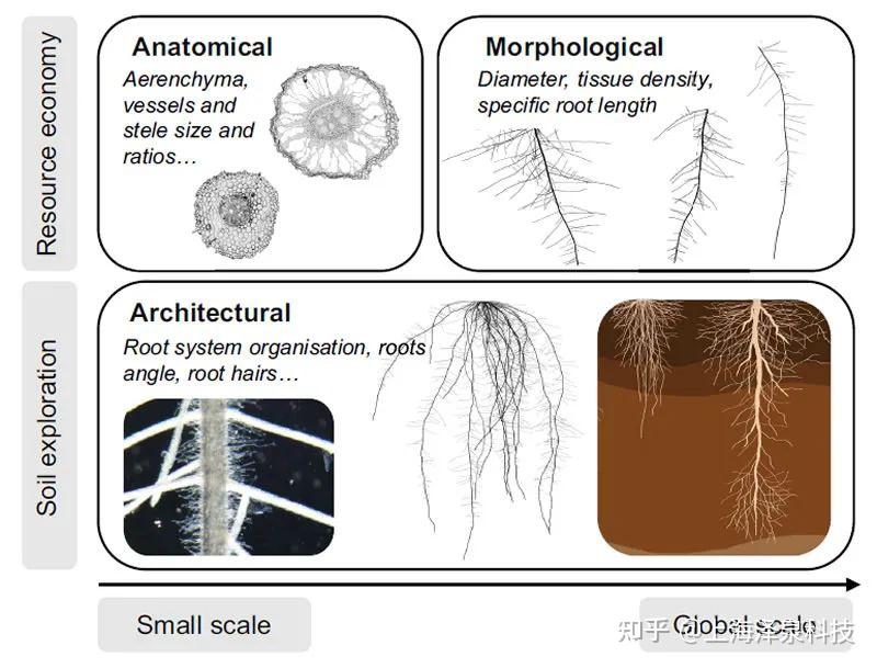 Functional Ecology:基于功能属性研究根系功能生态学的挑战与机遇 - 知乎