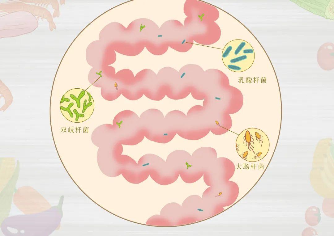 pop還是opo益生菌or益生元你還在傻傻分不清嗎