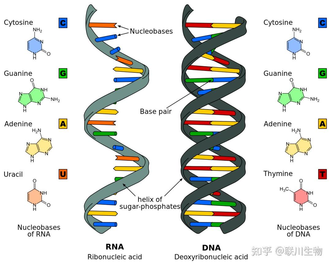 RNA分子构成图图片