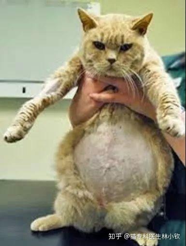 猫腹部积水症状图图片