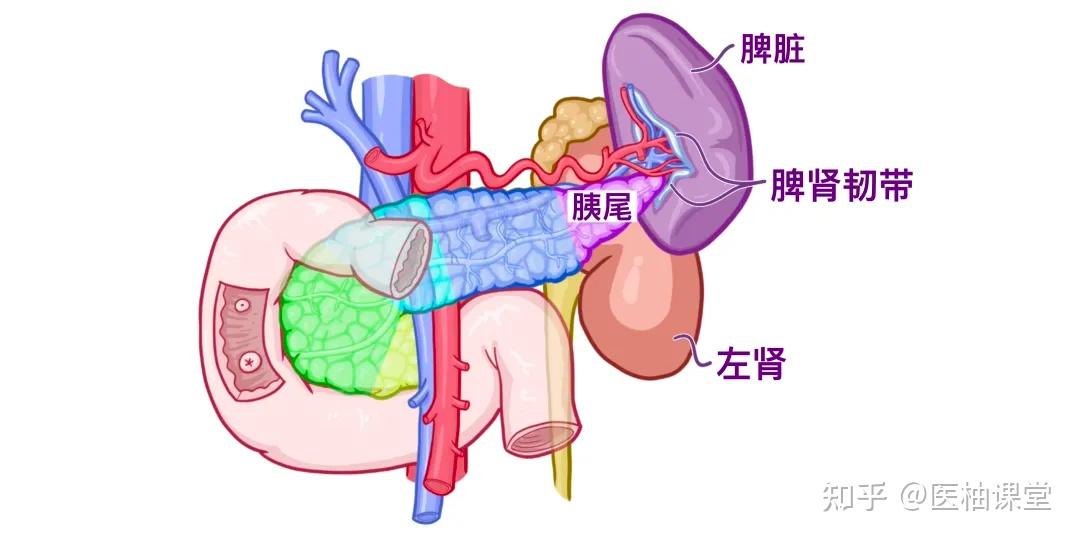 人体解剖学基础:脾脏和胰腺 - 知乎