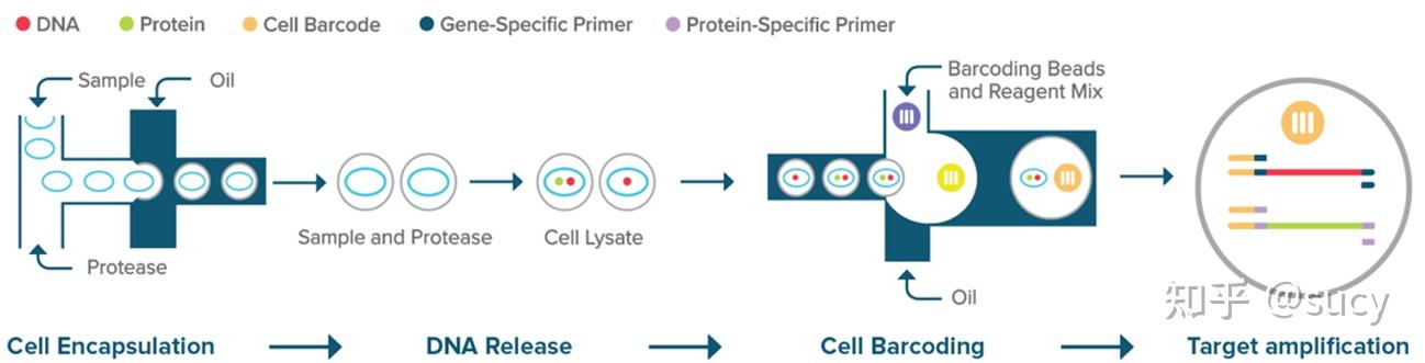 基因组学的测序方法(DNA) - 知乎
