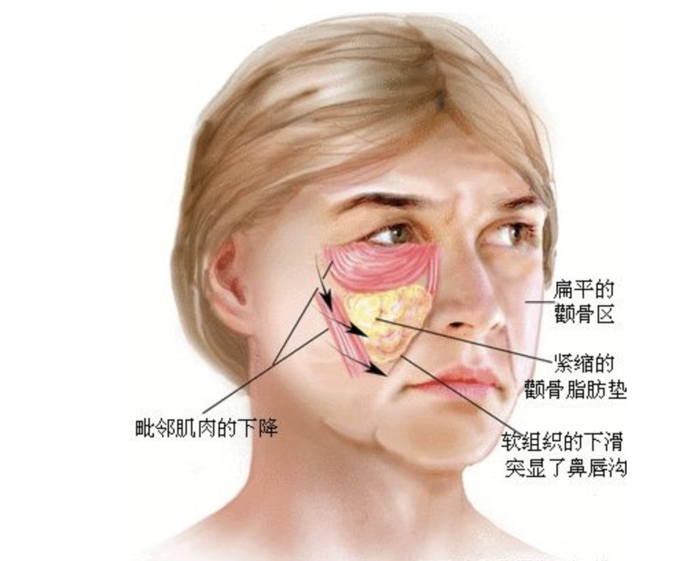 層最下一個骨膜層也因為隨著年齡的關係——圖片素材來源自bilibili