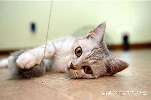 猫咪口角炎初期症状有啊些 知乎