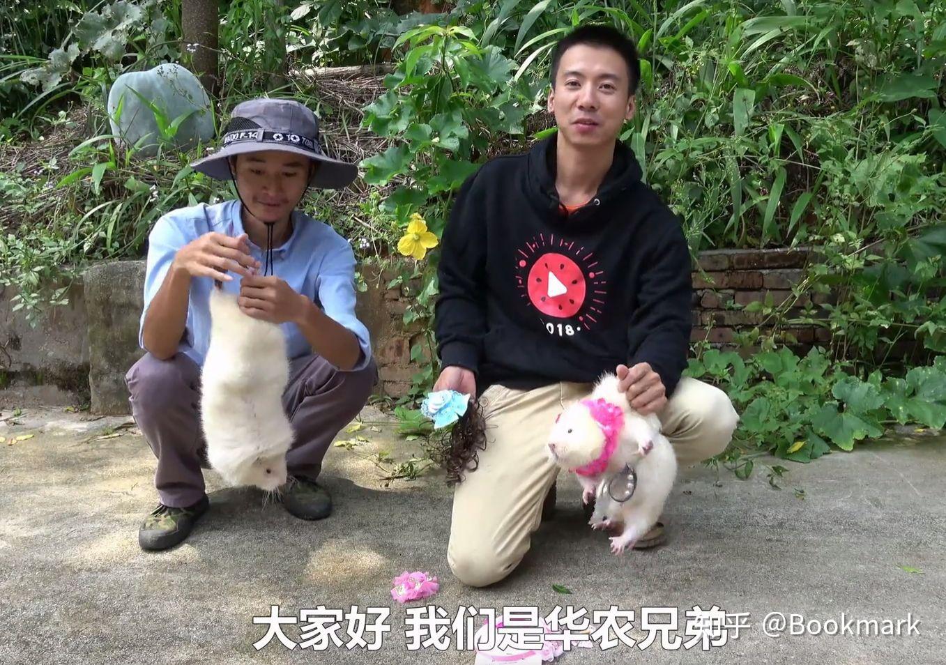 华农兄弟为什么对小白那只白竹鼠特别好
