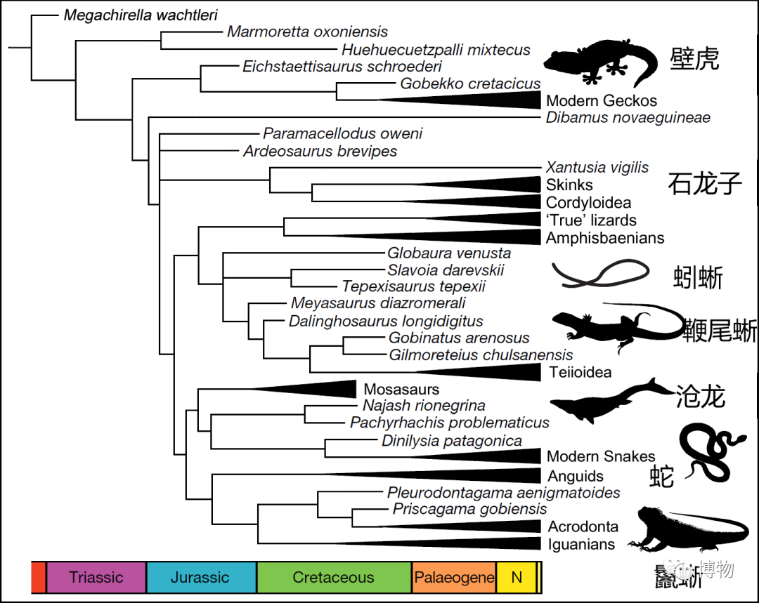 为什么蛇没有小jiojio